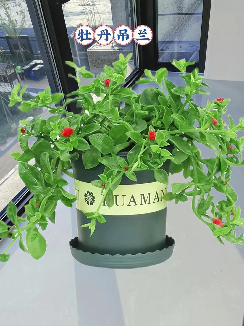 牡丹吊兰用什么土养好,牡丹吊兰好养活吗?-第1张图片-优品飞百科 牡丹吊兰用什么土养好,牡丹吊兰好养活吗?-第1张图片-优品飞百科