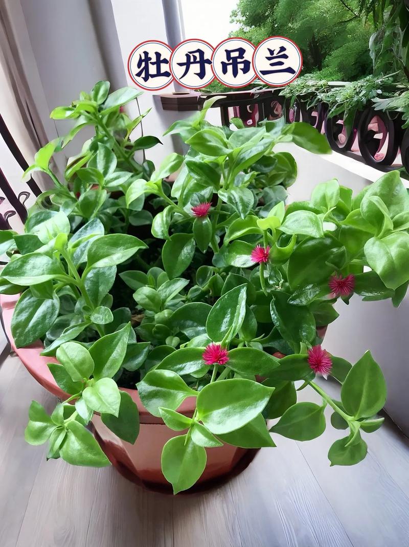 牡丹吊兰用什么土养好,牡丹吊兰好养活吗?-第2张图片-优品飞百科 牡丹吊兰用什么土养好,牡丹吊兰好养活吗?-第2张图片-优品飞百科