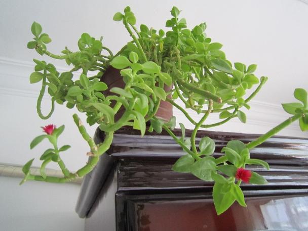 牡丹吊兰用什么土养好,牡丹吊兰好养活吗?-第4张图片-优品飞百科 牡丹吊兰用什么土养好,牡丹吊兰好养活吗?-第4张图片-优品飞百科