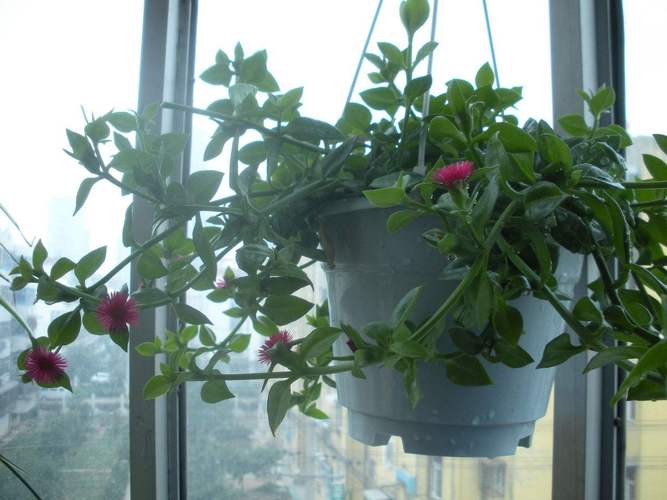 牡丹吊兰用什么土养好,牡丹吊兰好养活吗?-第3张图片-优品飞百科 牡丹吊兰用什么土养好,牡丹吊兰好养活吗?-第3张图片-优品飞百科