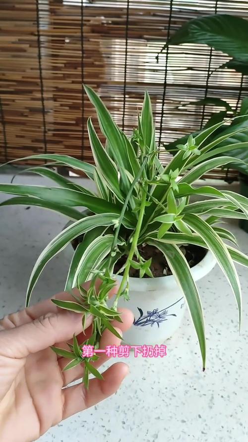 剪下的小吊兰水培?吊兰怎么修剪的小的怎么用水培?-第1张图片-优品飞百科 剪下的小吊兰水培?吊兰怎么修剪的小的怎么用水培?-第1张图片-优品飞百科