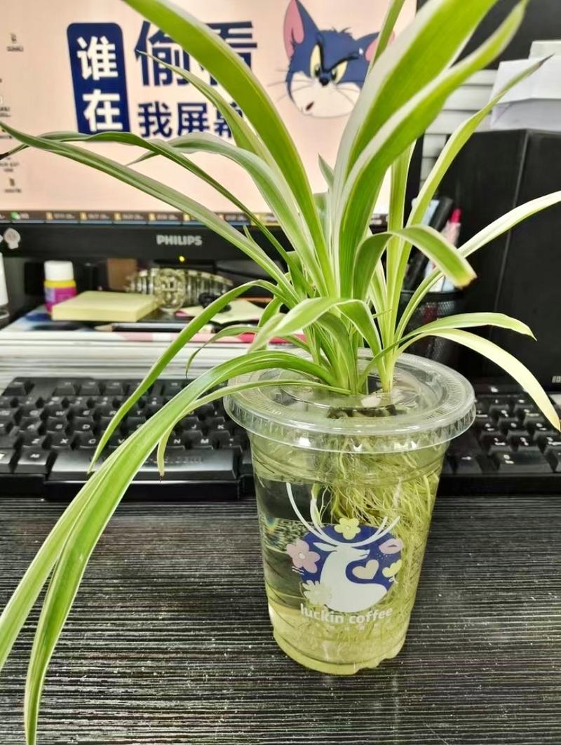 剪下的小吊兰水培?吊兰怎么修剪的小的怎么用水培?-第2张图片-优品飞百科 剪下的小吊兰水培?吊兰怎么修剪的小的怎么用水培?-第2张图片-优品飞百科