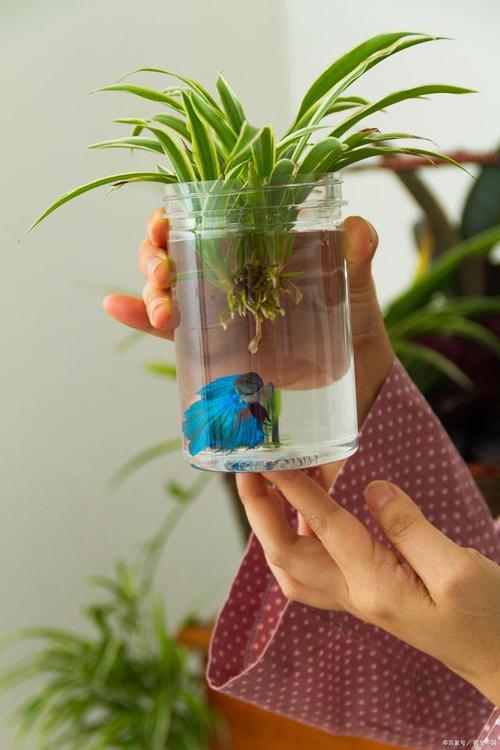 剪下的小吊兰水培?吊兰怎么修剪的小的怎么用水培?-第3张图片-优品飞百科 剪下的小吊兰水培?吊兰怎么修剪的小的怎么用水培?-第3张图片-优品飞百科