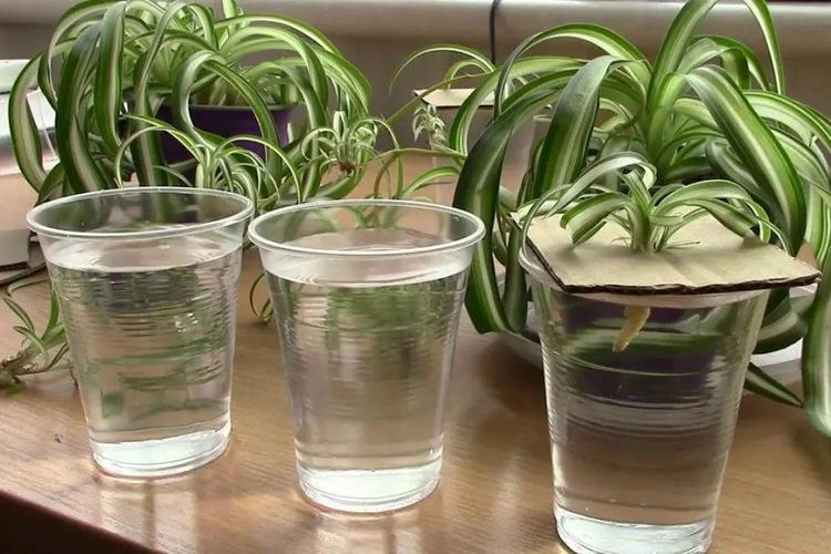 剪下的小吊兰水培?吊兰怎么修剪的小的怎么用水培?-第4张图片-优品飞百科 剪下的小吊兰水培?吊兰怎么修剪的小的怎么用水培?-第4张图片-优品飞百科