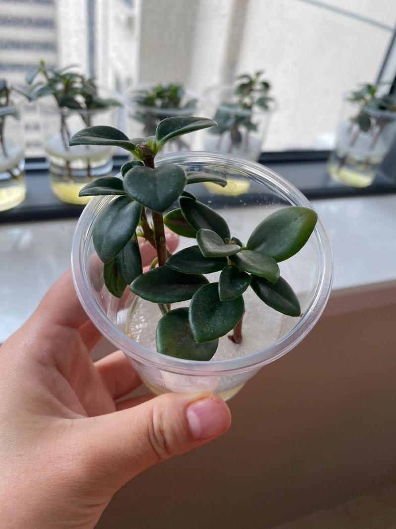 剪下的小吊兰水培?吊兰怎么修剪的小的怎么用水培?-第5张图片-优品飞百科 剪下的小吊兰水培?吊兰怎么修剪的小的怎么用水培?-第5张图片-优品飞百科