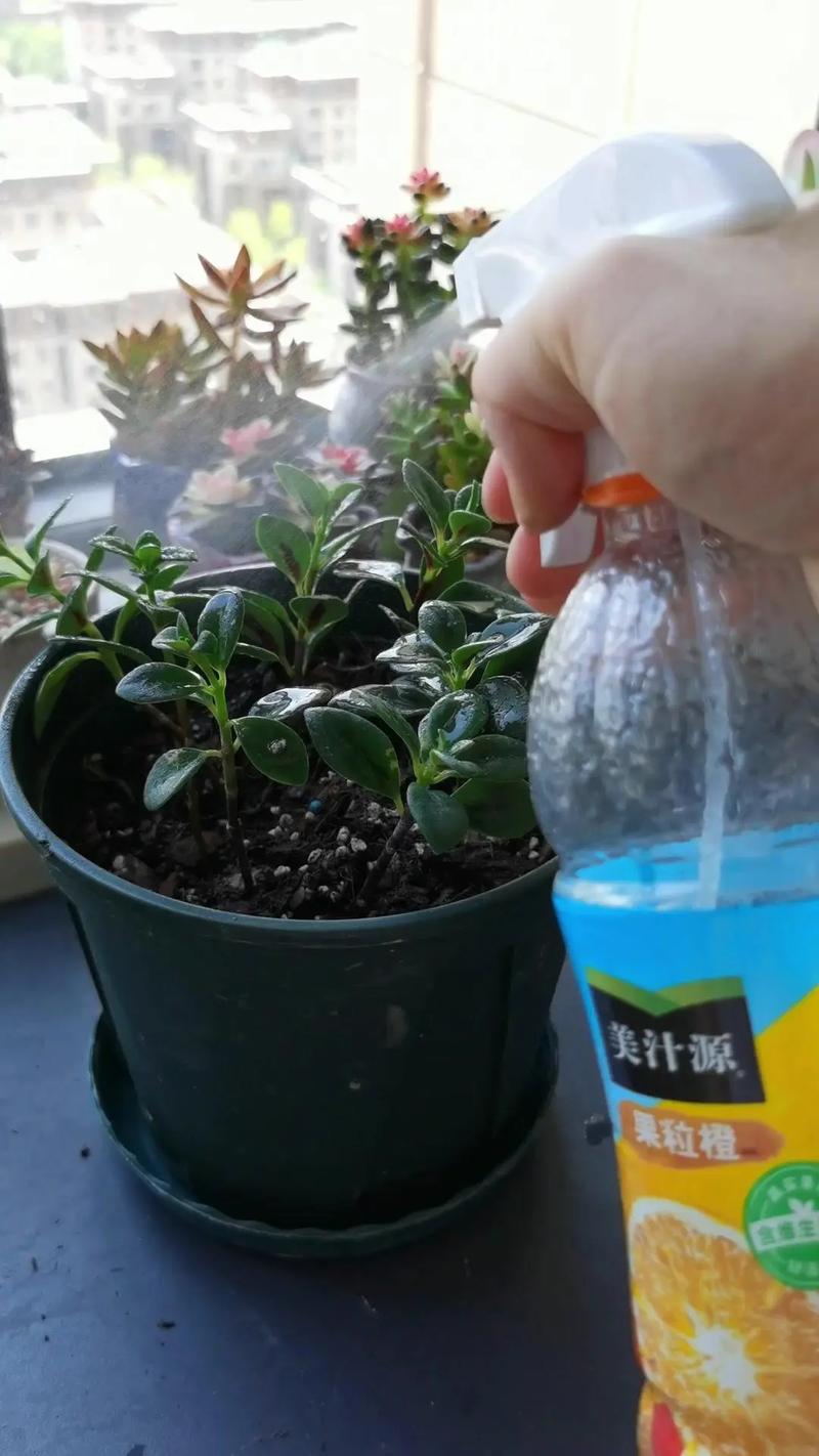 剪下的小吊兰水培?吊兰怎么修剪的小的怎么用水培?-第6张图片-优品飞百科 剪下的小吊兰水培?吊兰怎么修剪的小的怎么用水培?-第6张图片-优品飞百科
