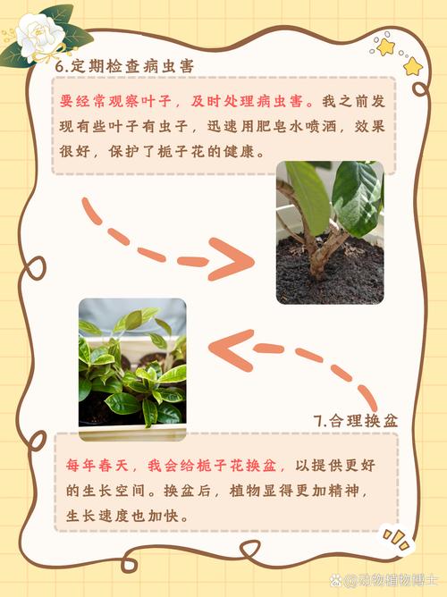 栀子花冬天怎么养，栀子花冬天怎么养才能安全过冬?比较好方法-第4张图片-优品飞百科