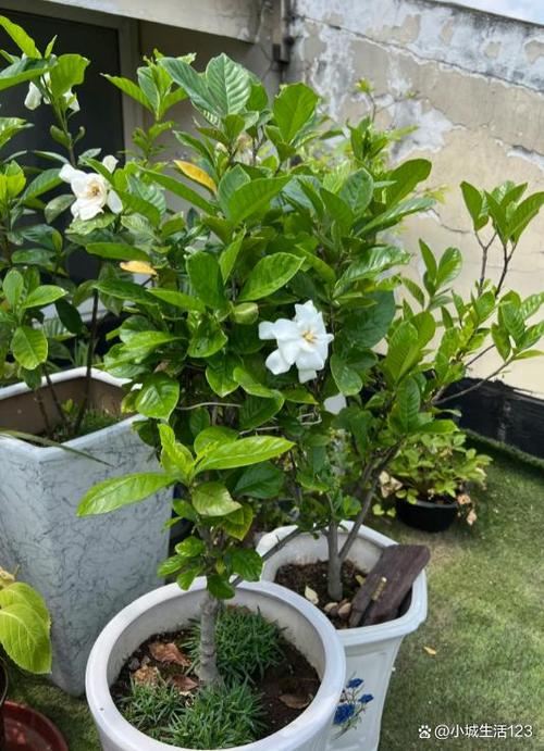 栀子花冬天怎么养，栀子花冬天怎么养才能安全过冬?比较好方法-第5张图片-优品飞百科