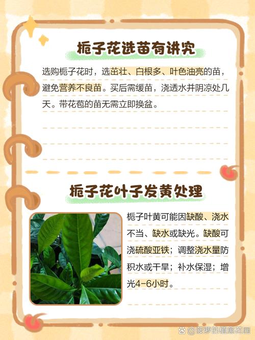 栀子花冬天怎么养，栀子花冬天怎么养才能安全过冬?比较好方法-第6张图片-优品飞百科