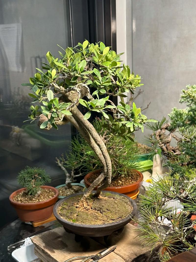 栀子花冬天怎么养，栀子花冬天怎么养才能安全过冬?比较好方法-第7张图片-优品飞百科