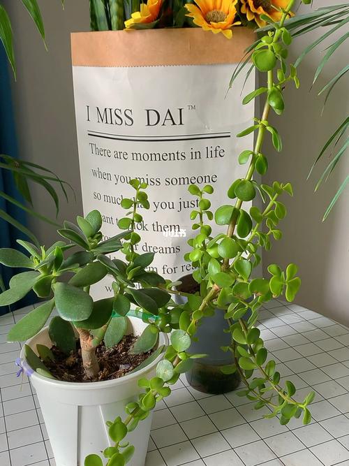 玉树与金枝玉叶的区别?玉树与金枝玉叶的区别在哪里?-第1张图片-优品飞百科 玉树与金枝玉叶的区别?玉树与金枝玉叶的区别在哪里?-第1张图片-优品飞百科