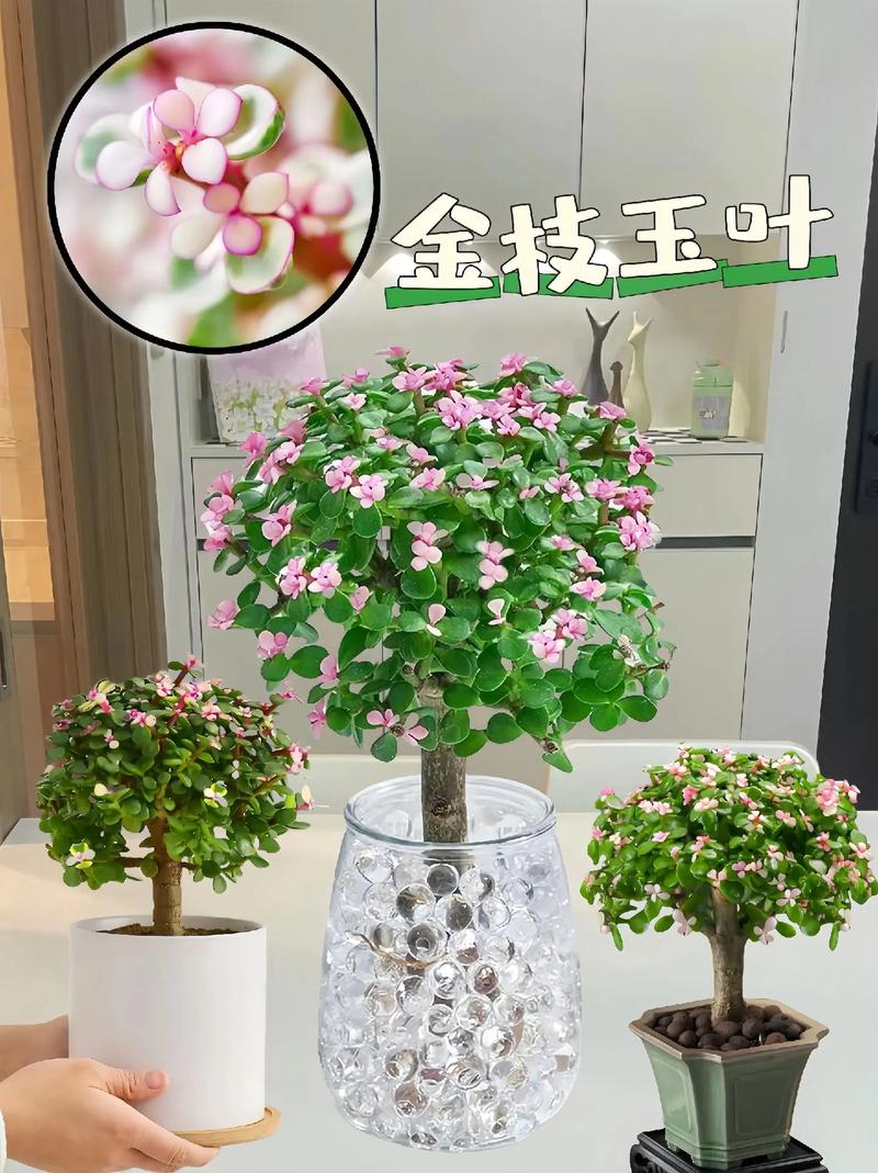 玉树与金枝玉叶的区别?玉树与金枝玉叶的区别在哪里?-第2张图片-优品飞百科 玉树与金枝玉叶的区别?玉树与金枝玉叶的区别在哪里?-第2张图片-优品飞百科