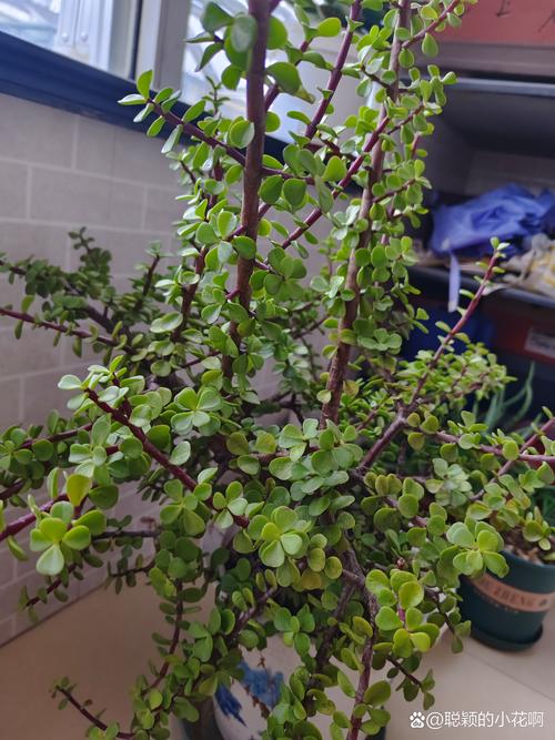 玉树与金枝玉叶的区别?玉树与金枝玉叶的区别在哪里?-第3张图片-优品飞百科 玉树与金枝玉叶的区别?玉树与金枝玉叶的区别在哪里?-第3张图片-优品飞百科