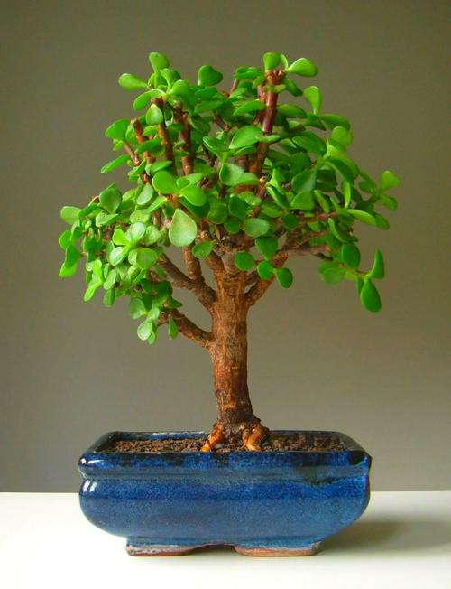 玉树与金枝玉叶的区别?玉树与金枝玉叶的区别在哪里?-第4张图片-优品飞百科 玉树与金枝玉叶的区别?玉树与金枝玉叶的区别在哪里?-第4张图片-优品飞百科