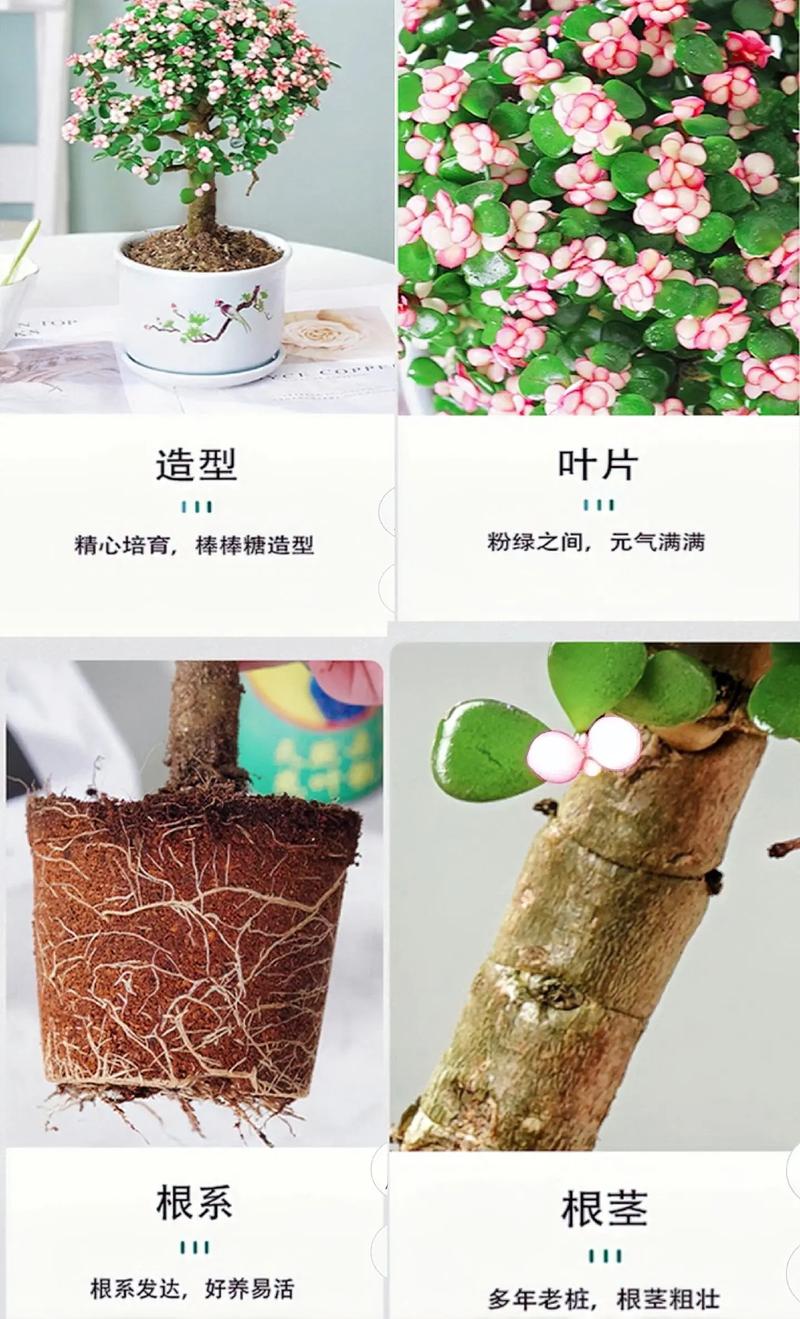 玉树与金枝玉叶的区别?玉树与金枝玉叶的区别在哪里?-第5张图片-优品飞百科 玉树与金枝玉叶的区别?玉树与金枝玉叶的区别在哪里?-第5张图片-优品飞百科