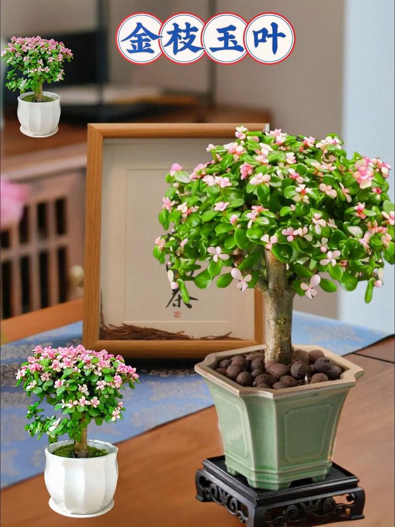 玉树与金枝玉叶的区别?玉树与金枝玉叶的区别在哪里?-第6张图片-优品飞百科 玉树与金枝玉叶的区别?玉树与金枝玉叶的区别在哪里?-第6张图片-优品飞百科