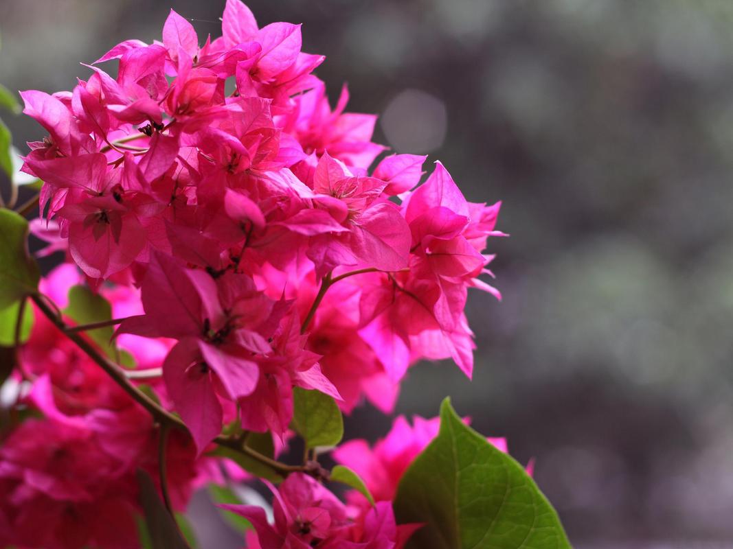 三角梅几月份扦插比较好，三角梅几月份扦插比较好成活率高？-第2张图片-优品飞百科