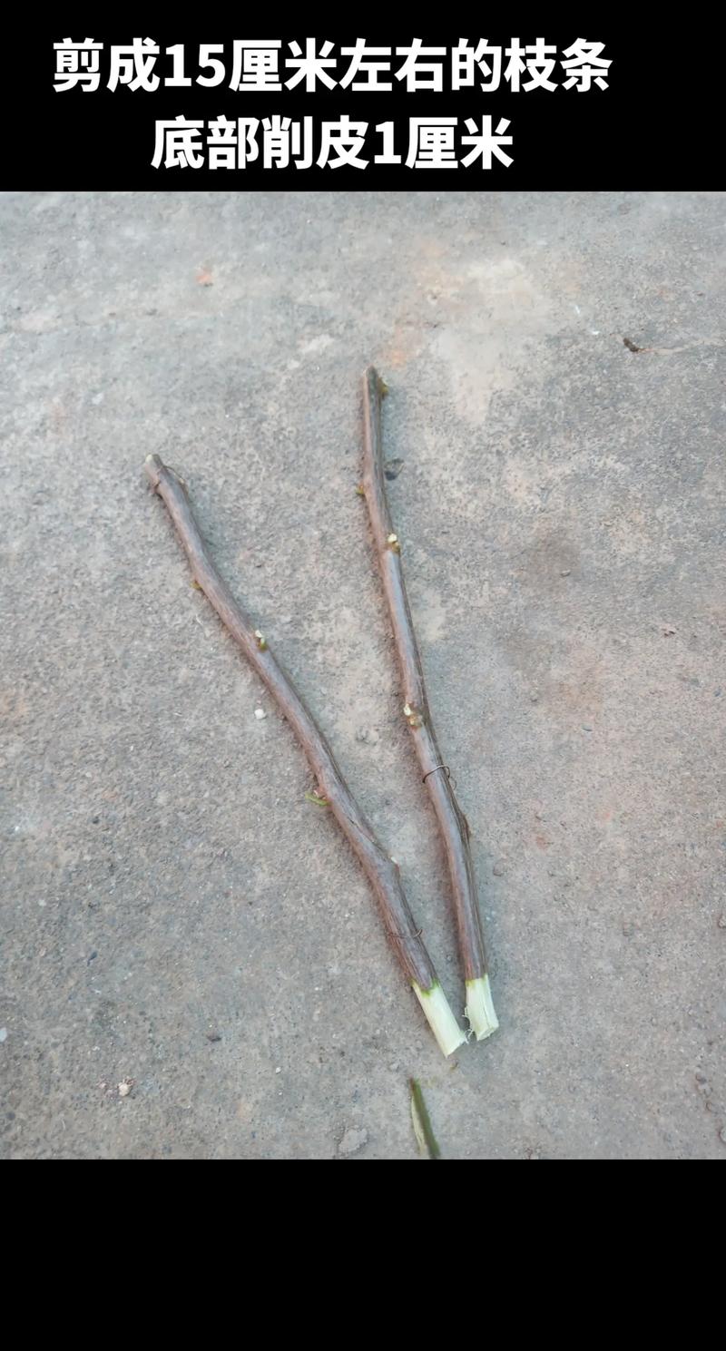 三角梅几月份扦插比较好，三角梅几月份扦插比较好成活率高？-第3张图片-优品飞百科