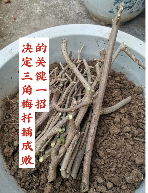 三角梅几月份扦插比较好，三角梅几月份扦插比较好成活率高？-第4张图片-优品飞百科