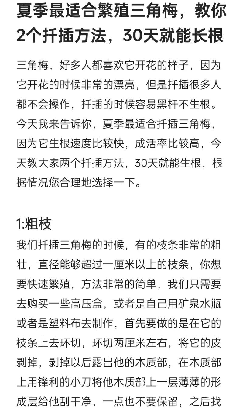 三角梅几月份扦插比较好，三角梅几月份扦插比较好成活率高？-第5张图片-优品飞百科