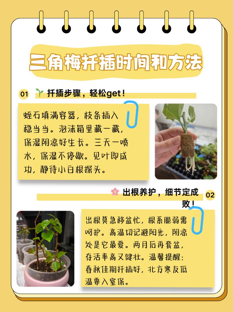 三角梅几月份扦插比较好，三角梅几月份扦插比较好成活率高？-第6张图片-优品飞百科