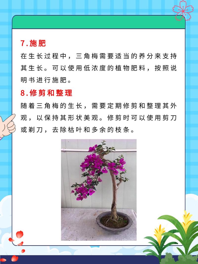 三角梅几月份扦插比较好，三角梅几月份扦插比较好成活率高？-第7张图片-优品飞百科