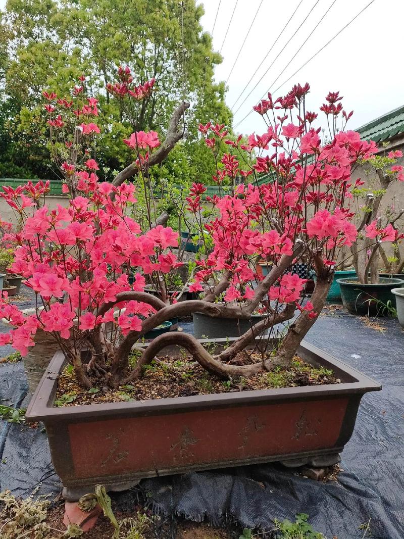 杜鹃树桩如何快速生根，杜鹃树桩如何快速生根视频-第1张图片-优品飞百科