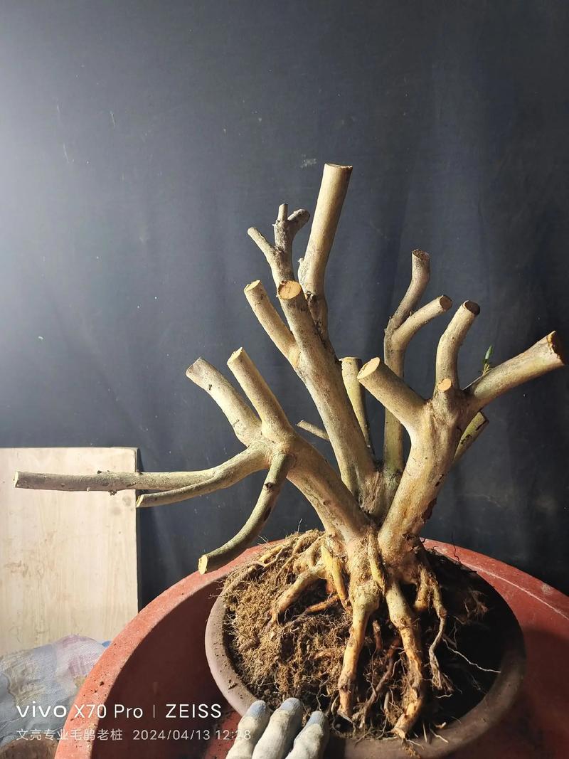 杜鹃树桩如何快速生根，杜鹃树桩如何快速生根视频-第2张图片-优品飞百科