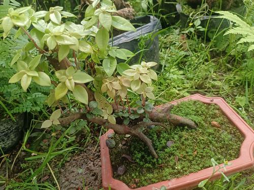 杜鹃树桩如何快速生根，杜鹃树桩如何快速生根视频-第3张图片-优品飞百科