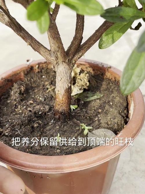 杜鹃树桩如何快速生根，杜鹃树桩如何快速生根视频-第4张图片-优品飞百科
