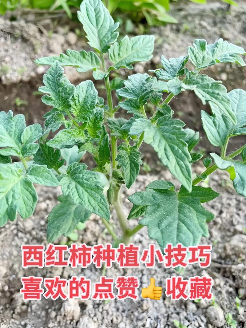 番茄种植技术,无限生长型番茄种植技术-第1张图片-优品飞百科 番茄种植技术,无限生长型番茄种植技术-第1张图片-优品飞百科