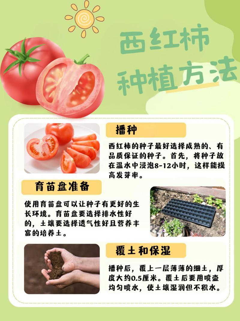 番茄种植技术,无限生长型番茄种植技术-第2张图片-优品飞百科 番茄种植技术,无限生长型番茄种植技术-第2张图片-优品飞百科