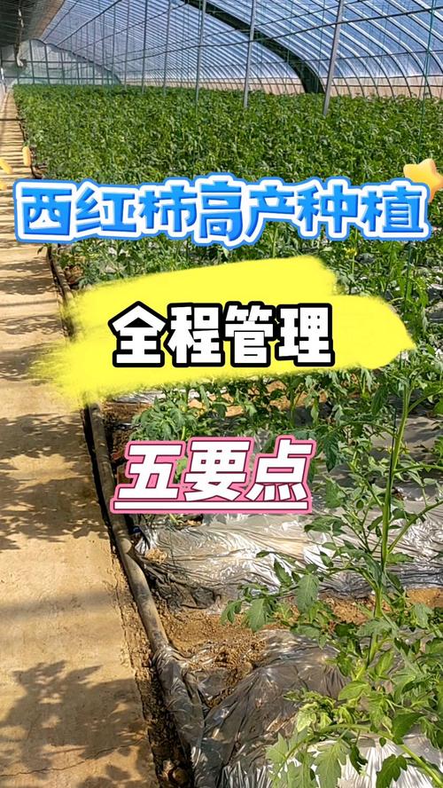 番茄种植技术,无限生长型番茄种植技术-第4张图片-优品飞百科 番茄种植技术,无限生长型番茄种植技术-第4张图片-优品飞百科
