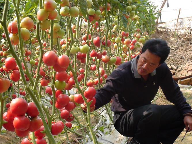 番茄种植技术,无限生长型番茄种植技术-第5张图片-优品飞百科 番茄种植技术,无限生长型番茄种植技术-第5张图片-优品飞百科