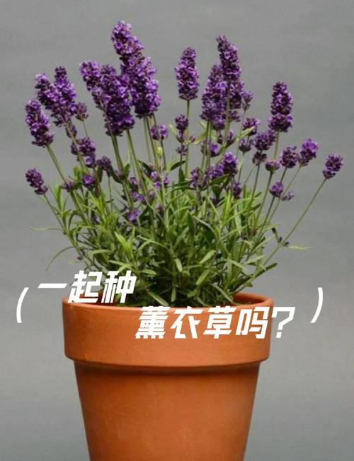 薰衣草怎么种，薰衣草怎么种植的视频教程？-第2张图片-优品飞百科