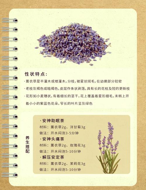 薰衣草怎么种，薰衣草怎么种植的视频教程？-第3张图片-优品飞百科