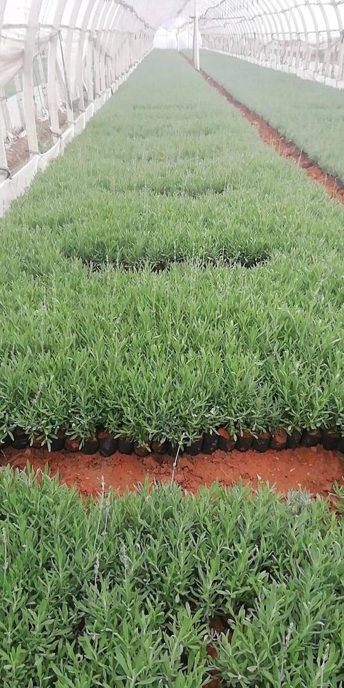 薰衣草怎么种，薰衣草怎么种植的视频教程？-第5张图片-优品飞百科