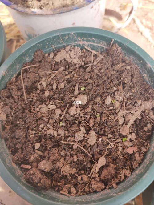 薰衣草怎么种，薰衣草怎么种植的视频教程？-第8张图片-优品飞百科