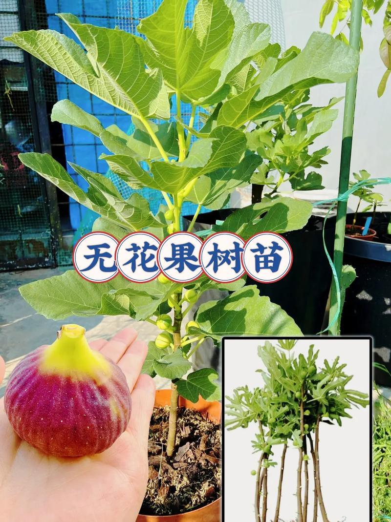 无花果种植条件？无花果种植条件是什么？-第1张图片-优品飞百科