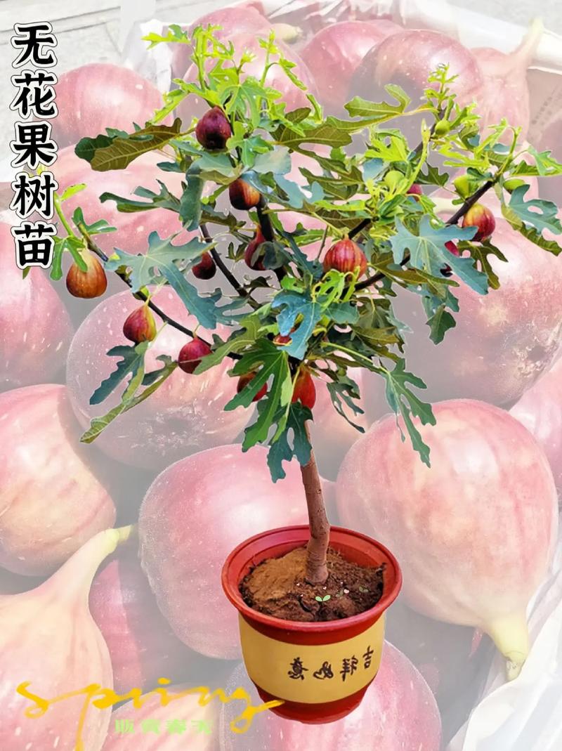 无花果种植条件？无花果种植条件是什么？-第2张图片-优品飞百科