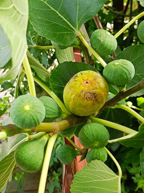 无花果种植条件？无花果种植条件是什么？-第3张图片-优品飞百科