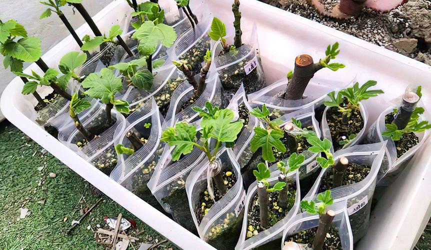 无花果种植条件？无花果种植条件是什么？-第4张图片-优品飞百科