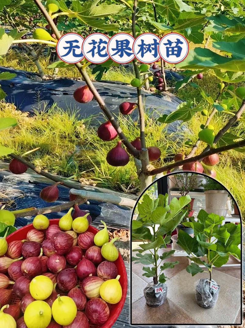 无花果种植条件？无花果种植条件是什么？-第5张图片-优品飞百科