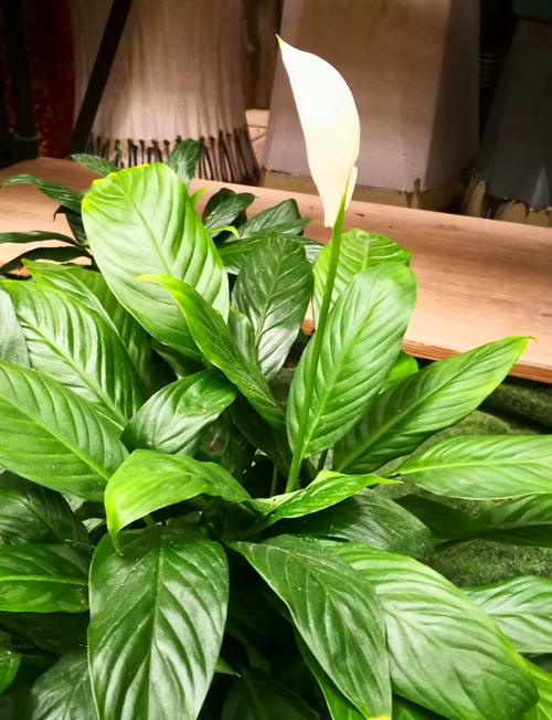 白鹤芋小盆好养吗,白鹤芋养殖-第1张图片-优品飞百科 白鹤芋小盆好养吗,白鹤芋养殖-第1张图片-优品飞百科