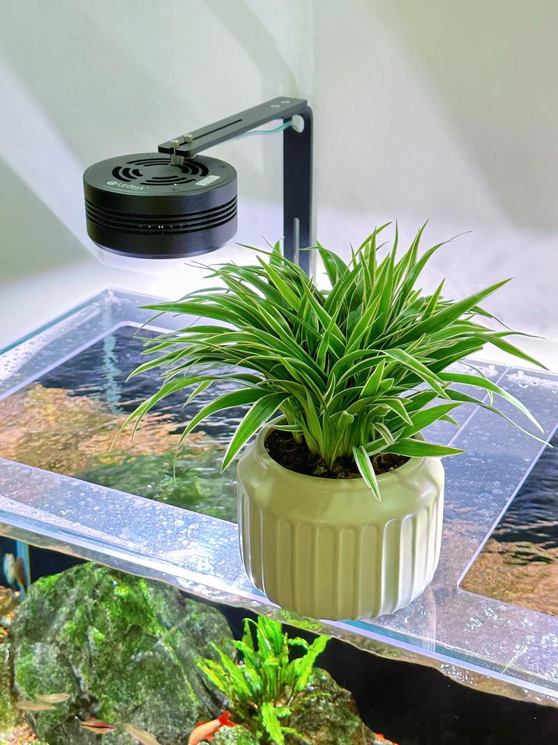 白鹤芋小盆好养吗,白鹤芋养殖-第2张图片-优品飞百科 白鹤芋小盆好养吗,白鹤芋养殖-第2张图片-优品飞百科