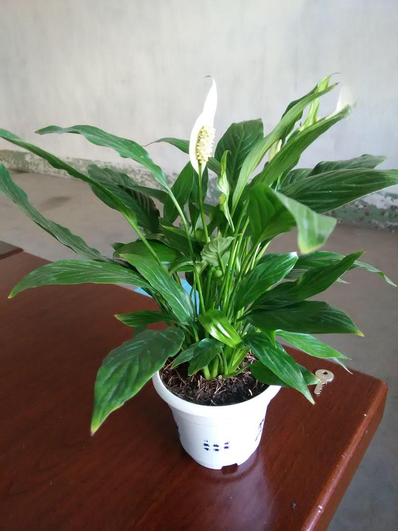 白鹤芋小盆好养吗,白鹤芋养殖-第3张图片-优品飞百科 白鹤芋小盆好养吗,白鹤芋养殖-第3张图片-优品飞百科