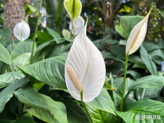 白鹤芋小盆好养吗,白鹤芋养殖-第4张图片-优品飞百科 白鹤芋小盆好养吗,白鹤芋养殖-第4张图片-优品飞百科