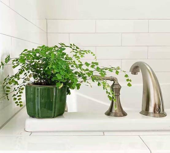 白鹤芋小盆好养吗,白鹤芋养殖-第5张图片-优品飞百科 白鹤芋小盆好养吗,白鹤芋养殖-第5张图片-优品飞百科