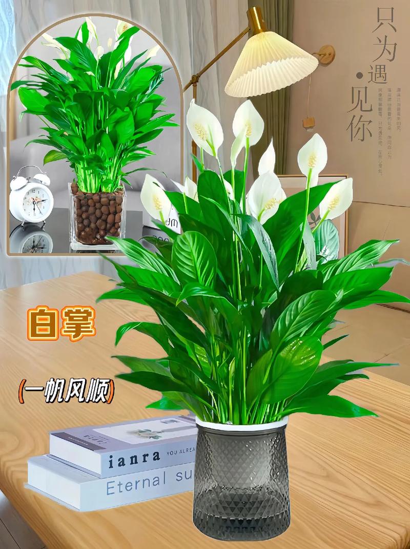 白鹤芋小盆好养吗,白鹤芋养殖-第6张图片-优品飞百科 白鹤芋小盆好养吗,白鹤芋养殖-第6张图片-优品飞百科