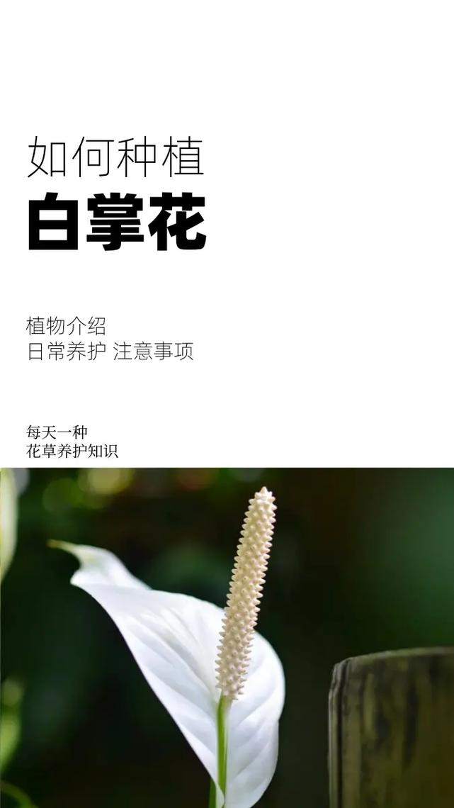 白鹤芋小盆好养吗,白鹤芋养殖-第7张图片-优品飞百科 白鹤芋小盆好养吗,白鹤芋养殖-第7张图片-优品飞百科